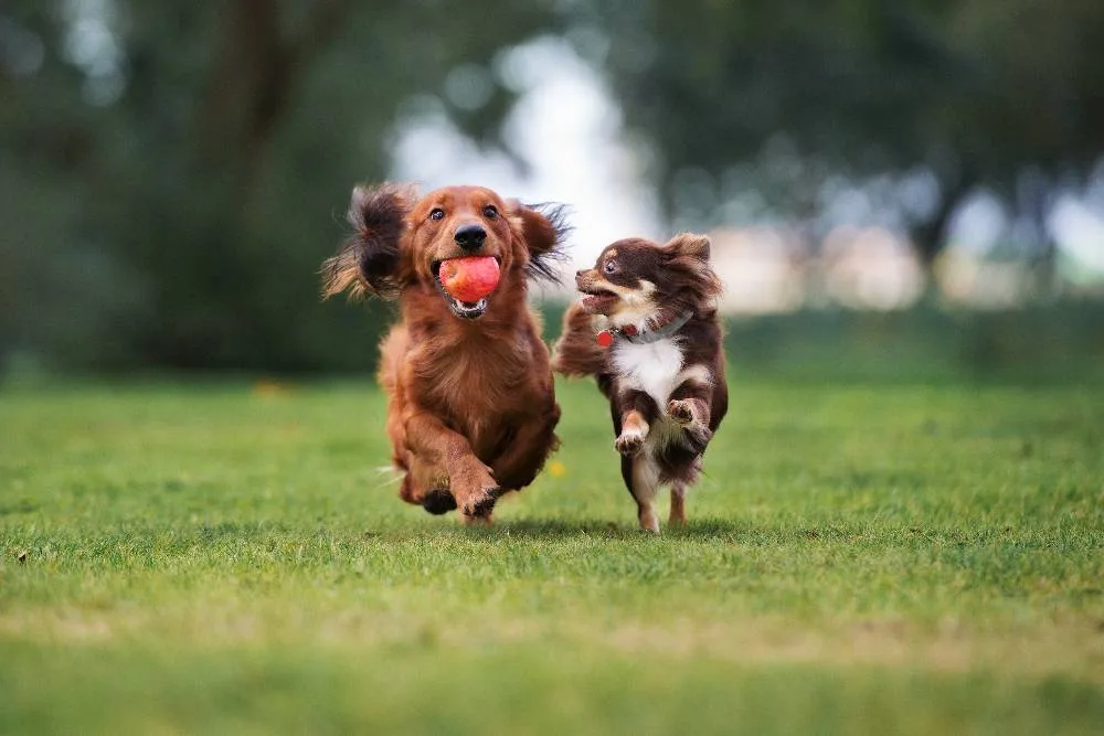 Twee honden rennen samen door het gras, waarvan één met een bal.
